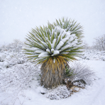 Juka Faxonova (Yucca faxoniana) - výška 30-40 cm, Ø 30-40 cm, kont. C10L (-20°C)